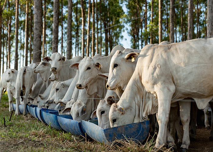 Financiamiento de Costeo Agrícola